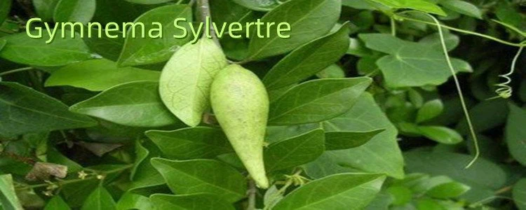 Gymnema Sylvestre Extract.png